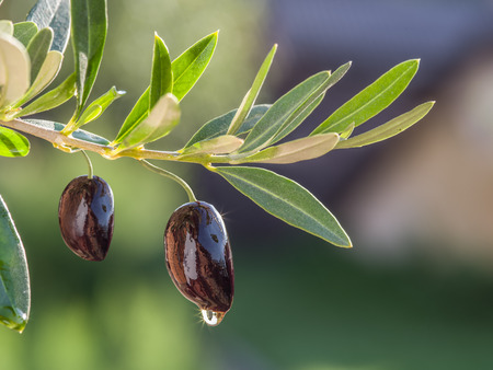 Drop of olive oil falling from berry and glittering in the sun.の写真素材