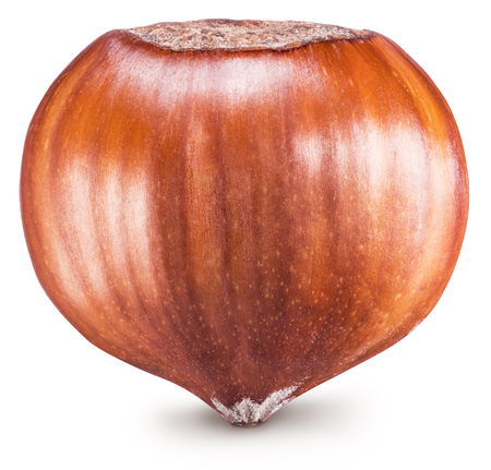 Macro picture of ripe brown hazelnut or filbert. Clipping path.の写真素材