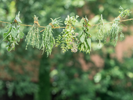 Bundles of flavoured herbs drying on the open air. Nature background.の写真素材