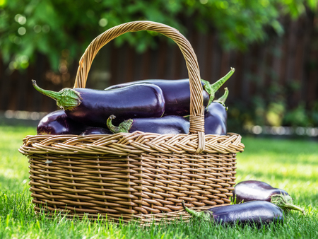 Aubergines or eggplants in wicker basket on the grass.の写真素材