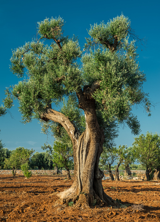 Mediterranean olive plantation with an old olive tree in the foreground.の写真素材