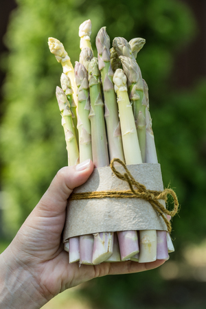 Bundle of white asparagus in famer's hand. Nature background.の写真素材
