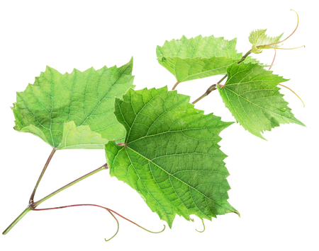 Green  leaves or grape leaves on white background. File contains clipping path.の写真素材