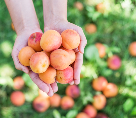 Ripe yellow apricots in female hands on a summer day in nature.の写真素材