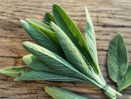 Fresh leaves of garden sage on the wooden background.の写真素材