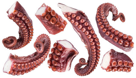 Pieces of cooked devil-fish or octopus tentacles (arms). File contains clipping paths.の写真素材
