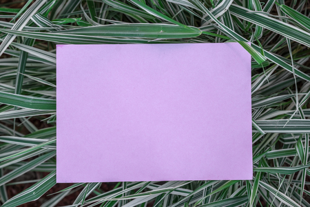 Pink paper blank on the green grass. Green grass as a frame.の写真素材