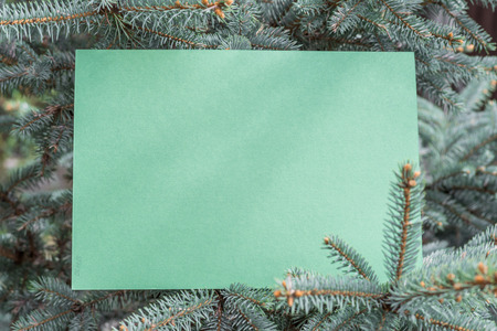 Green paper blank between fir branches arranged as a frame.の写真素材