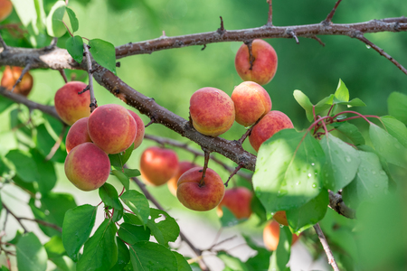 Ripe apricots on the orchard tree. Nature background.の写真素材