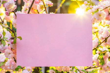 Paper blank between flowering almond branches in blossom. Pink flowers as a frame.の写真素材