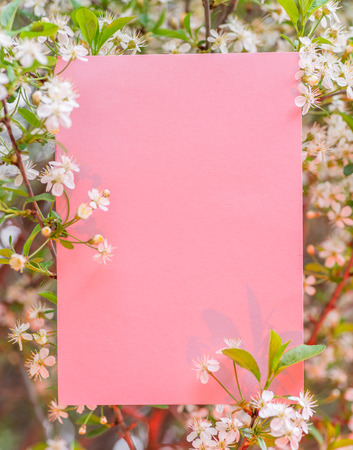 Pink paper blank between cherry branches in blossom.の写真素材