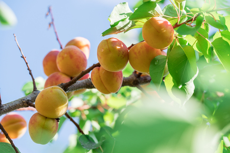 Ripe apricots on the orchard tree.の写真素材