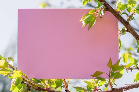 Cherry branches in blossom with pink note paper.の写真素材