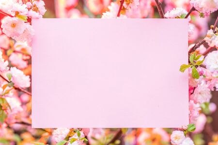 Paper blank between flowering almond branches in blossom. Pink flowers as a frame.の写真素材
