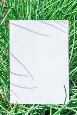 Paper blank on the green grass. Green grass as a frame.の写真素材