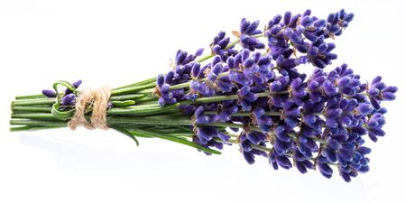 Bunch of lavandula or lavender flowers isolated on white background.の写真素材