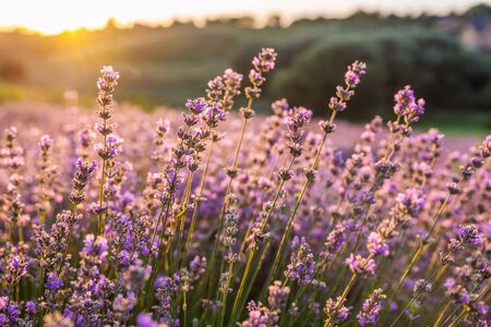 Colorful flowering lavandula or lavender field in the dawn light. A light morning mist at the background.の写真素材
