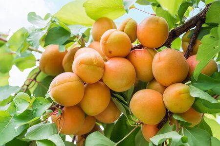 Ripe apricots on the orchard tree. Nature background.の写真素材