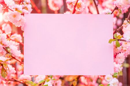 Paper blank between flowering almond branches in blossom. Pink flowers as a frame.の写真素材