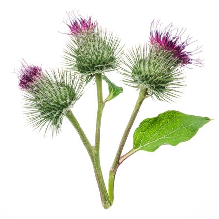 Prickly heads of burdock flowers isolated on white background.の写真素材