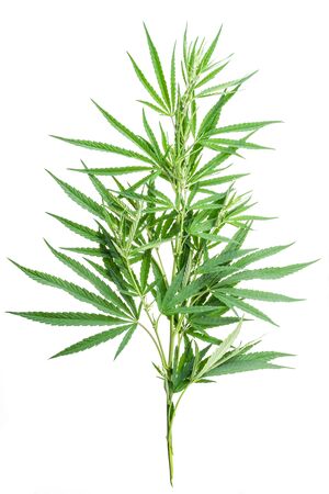 Fresh top of cannabis plant isolated on white background.の写真素材