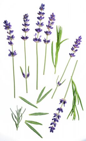 Several lavandula or lavender flowers isolated on white background.の写真素材