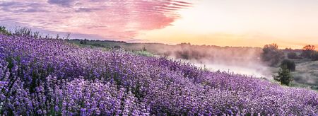 Colorful flowering lavandula or lavender field in the dawn light. A light morning mist at the background.の写真素材