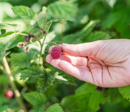 Woman's hand tears off ripe raspberry on a bush. Green leaves at the background.