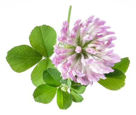 Clover or trefoil leaves and flowers isolated on white background. Close-up.の写真素材