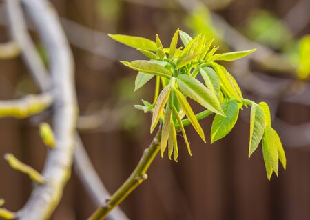 Freshly burst leaves of walnut tree close-up. Spring background.の写真素材