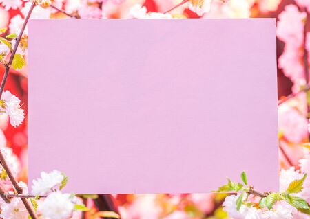Pink paper blank between flowering almond branches in blossom. Pink flowers as a frame.の写真素材