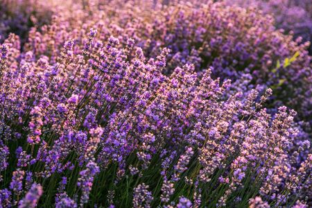 Colorful flowering lavandula or lavender field in the dawn light. A light morning mist at the background.の写真素材