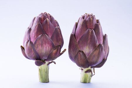 Artichoke flower,purple edible bud isolated on white background.の写真素材