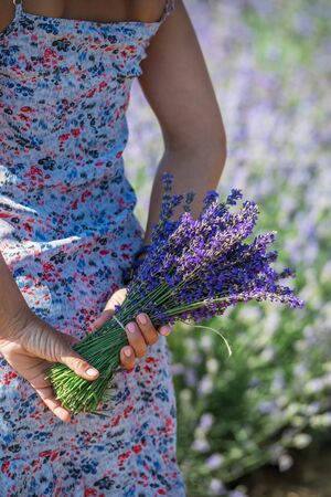 Bunch of flowering lavender in woman's hands. Lavender field at the background.の写真素材