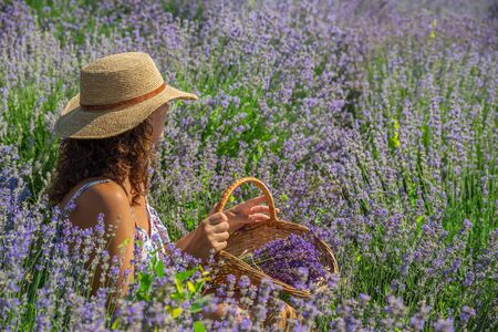 Woman in a straw hat sitting between lavender shrubs and gathering flowers.の写真素材