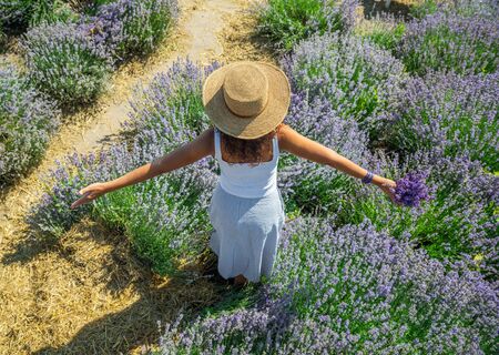Woman walking in the flowering lavender field and gathering flowers.の写真素材