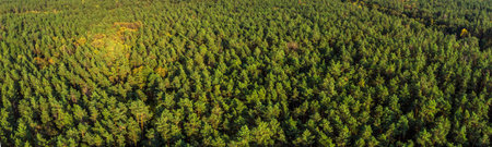Aerial panoramic view of evergreen pine forest.