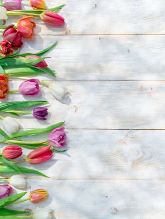 Colorful tulips on white wooden table in spring sunlights. Spring background.の写真素材