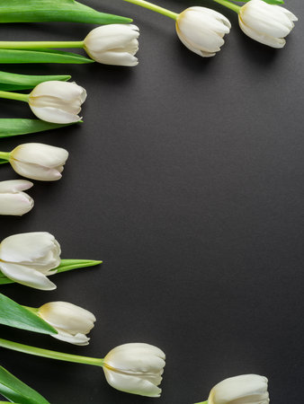 White tender tulips on dark gray background. Top view.