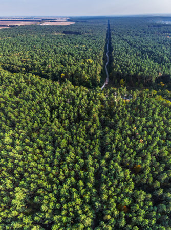 Aerial panoramic view of evergreen pine forest. The road pathing through the forest.