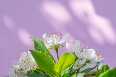 Violet paper blank and flowers of cherry tree on it.