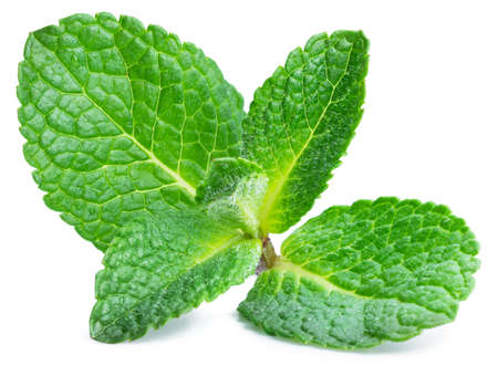 Fresh mint leaves isolated on white background.の写真素材