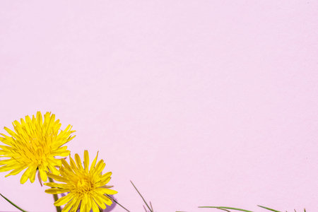 Pink paper blank and yellow dandelion flowers on it.
