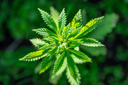 Young leaves of cannabis plant. Top view. Nature background.の写真素材
