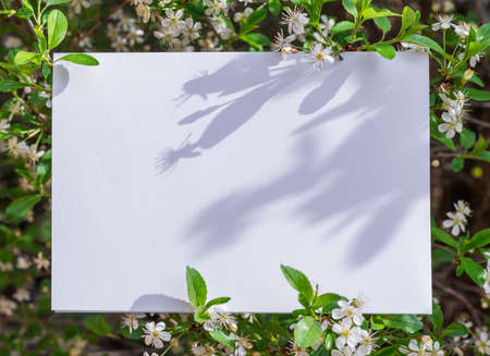 White paper blank between cherry branches in blossom.の写真素材