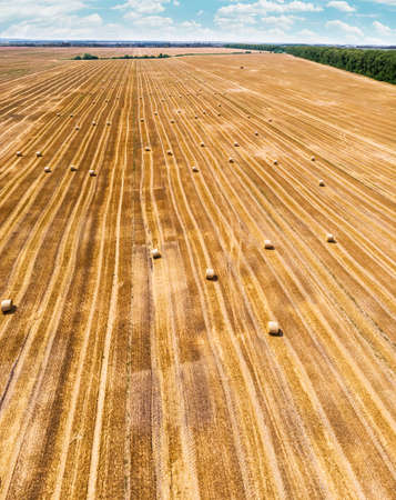 Aerial view of harvested wheat field. Haystacks lay upon the agricultural field. Photo taken on drone.の写真素材