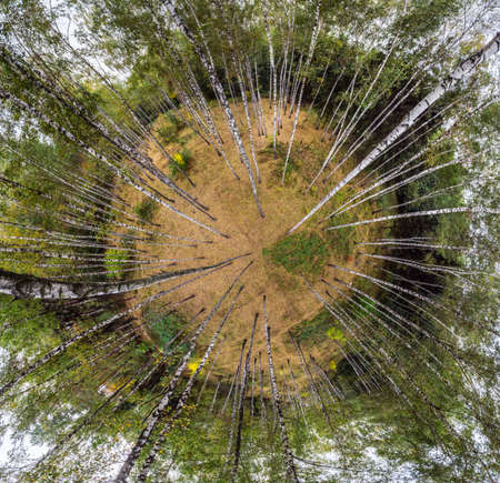 Aerial view on birch forest. Spherical panoramic view.の写真素材