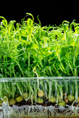 Sprouted seeds of pea isolated on black background. Microgreens as a health benefit.