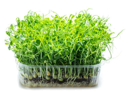 Sprouted seeds of pea isolated on white background. Microgreens as a health benefit.の写真素材