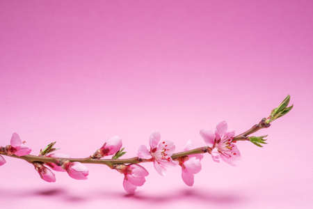 Blooming peach branchの写真素材